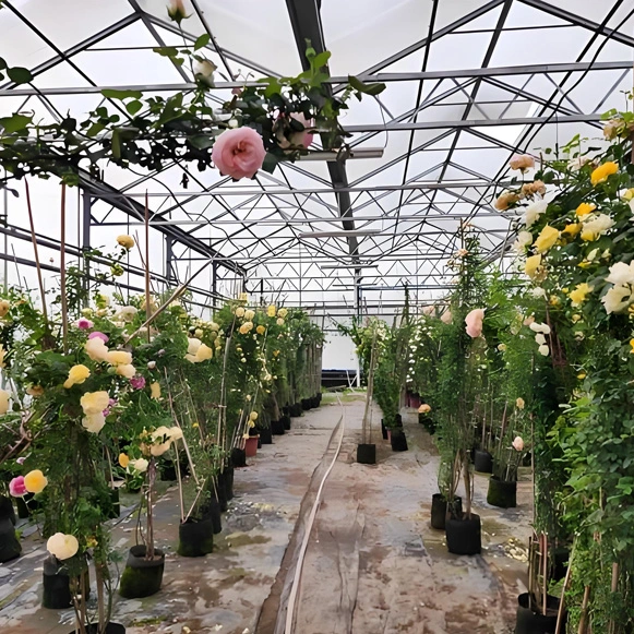 Clear Greenhouse